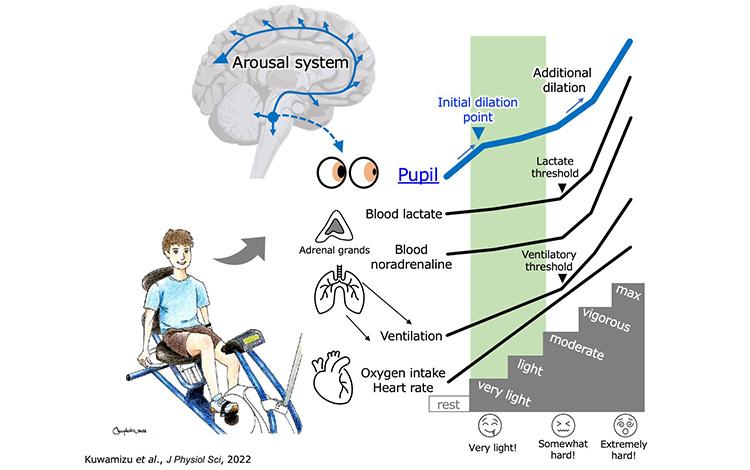 Schematic illustrating