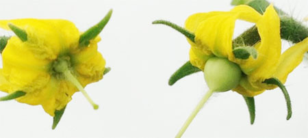 トマト品種マイクロトムの野生株（左）と単為結果性の変異体（右）の花