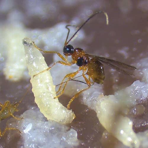 最強のモデル生物「ショウジョウバエ」