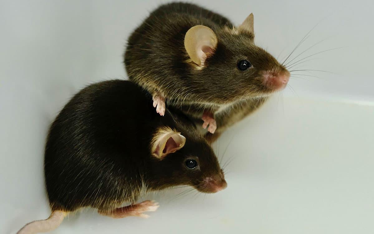 研究イメージ画像