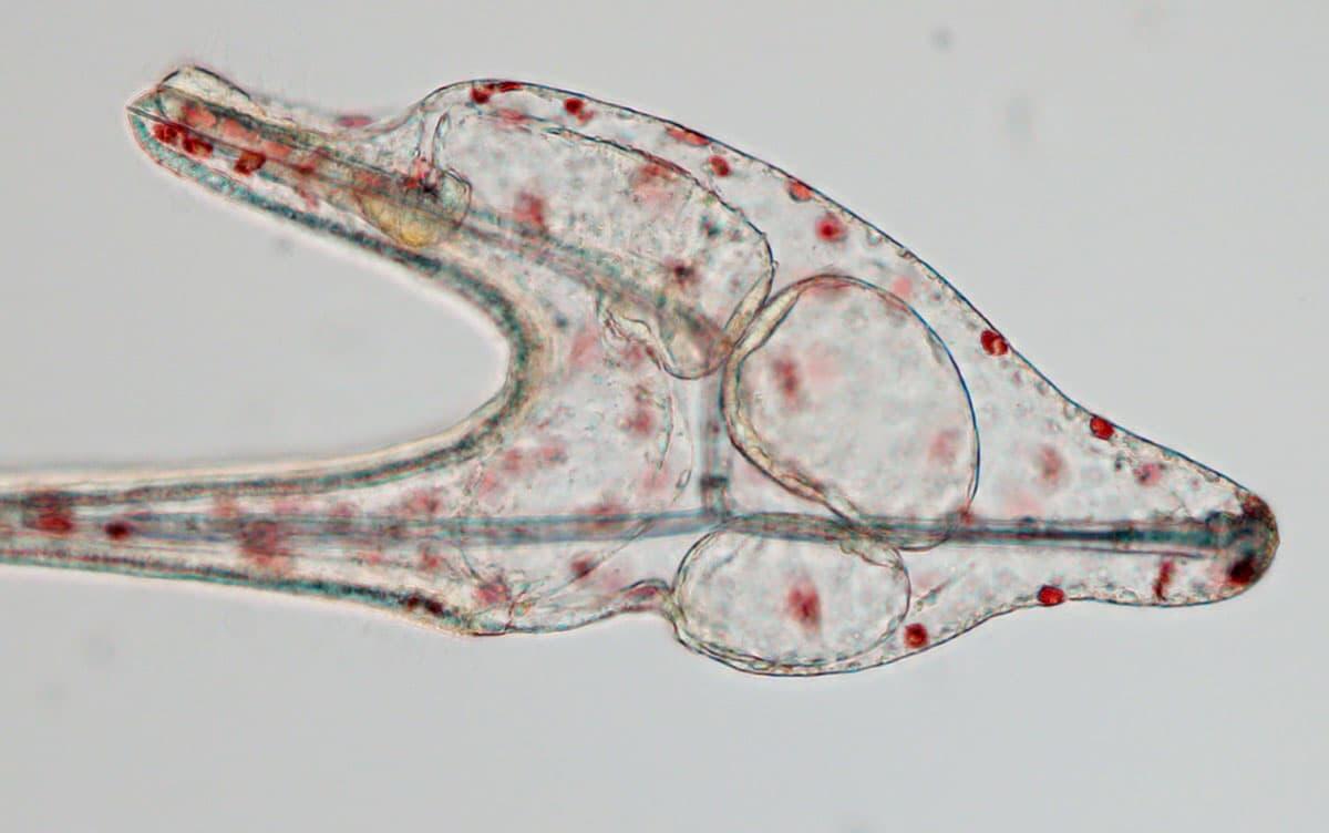 研究イメージ画像