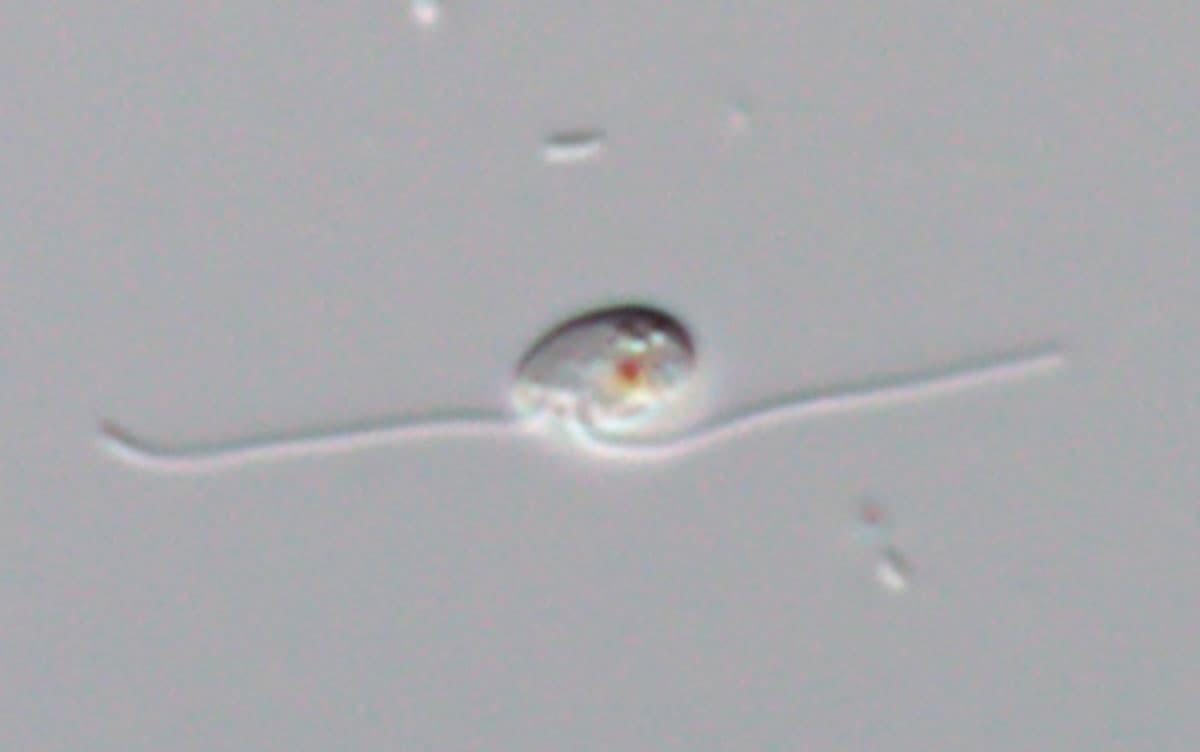 研究イメージ画像