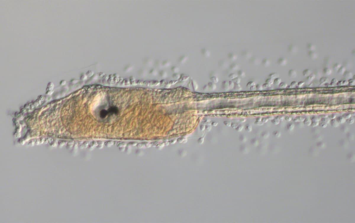 研究イメージ画像