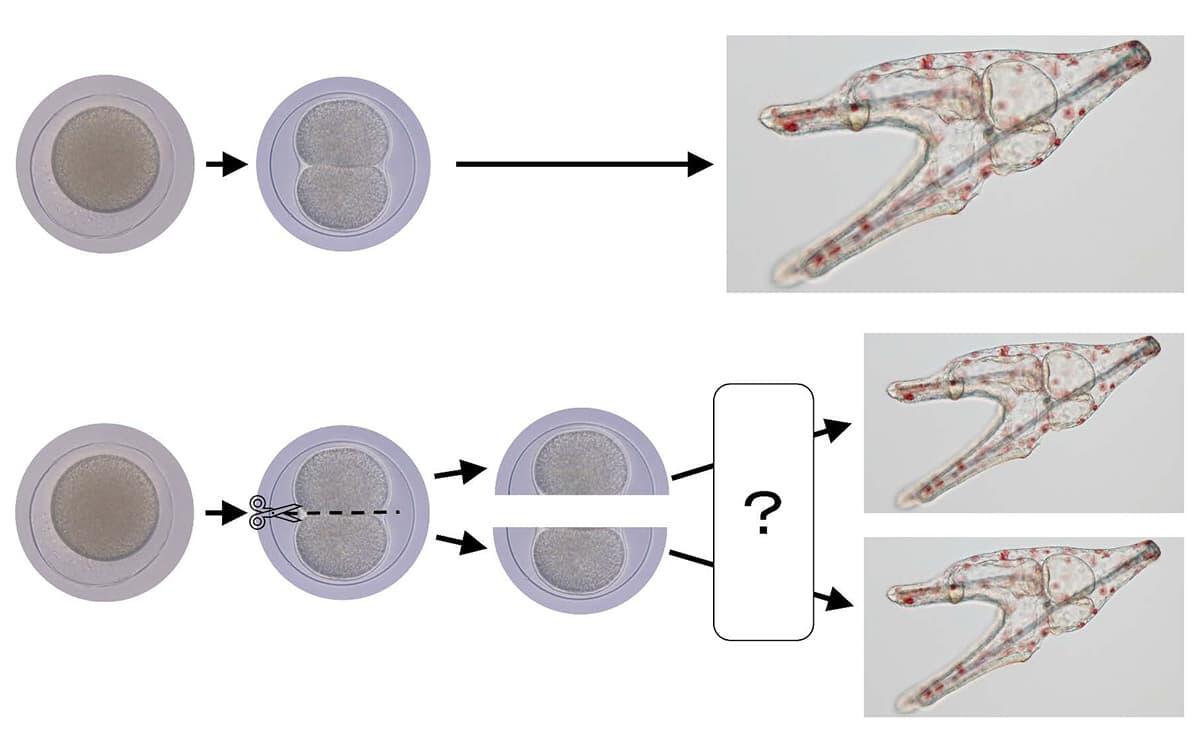 研究イメージ画像