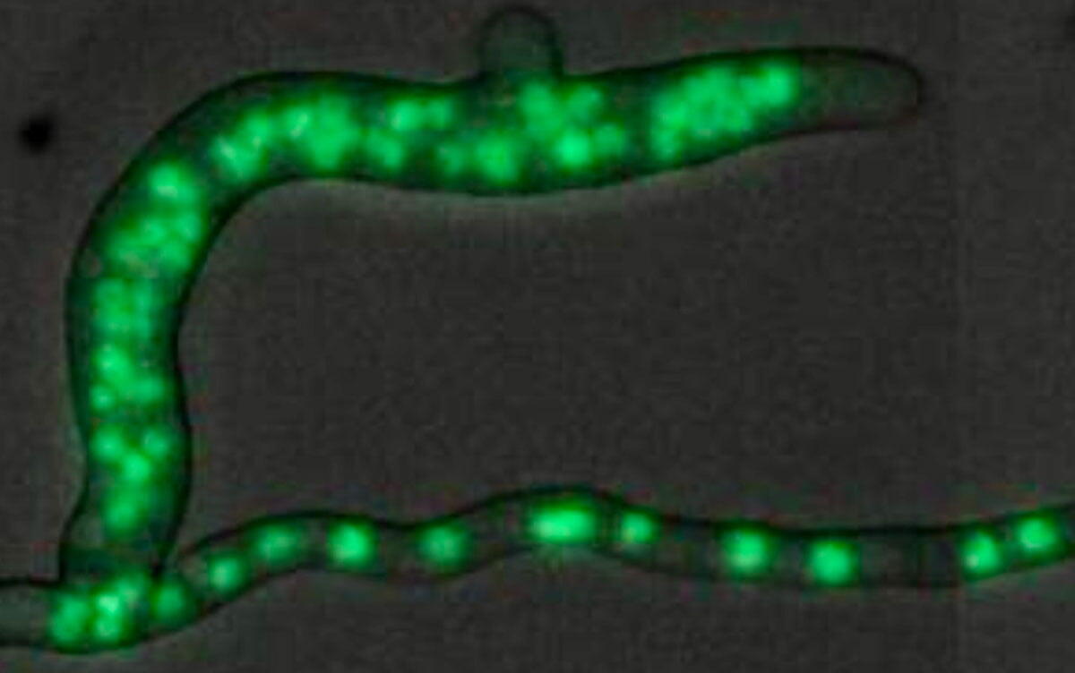 研究イメージ画像