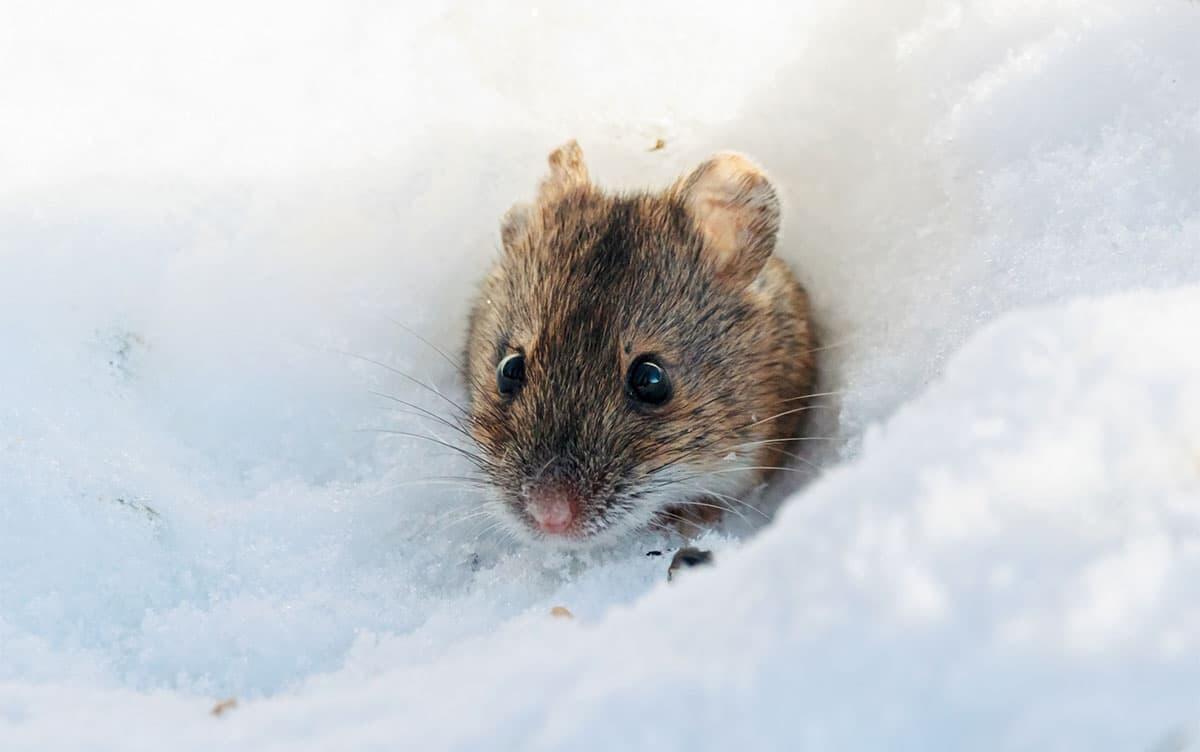 研究イメージ画像