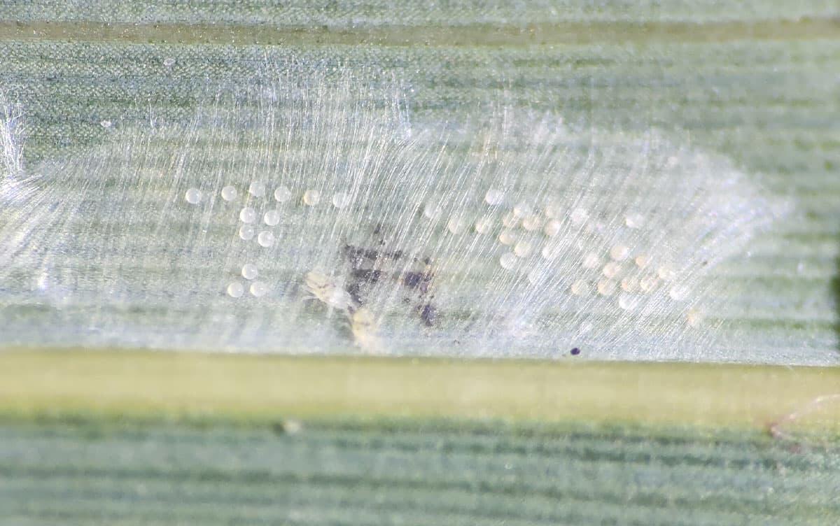 研究イメージ画像