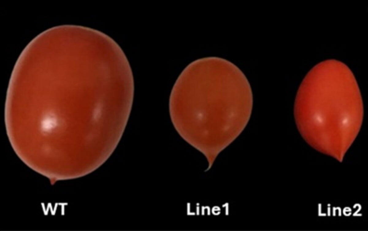 研究イメージ画像